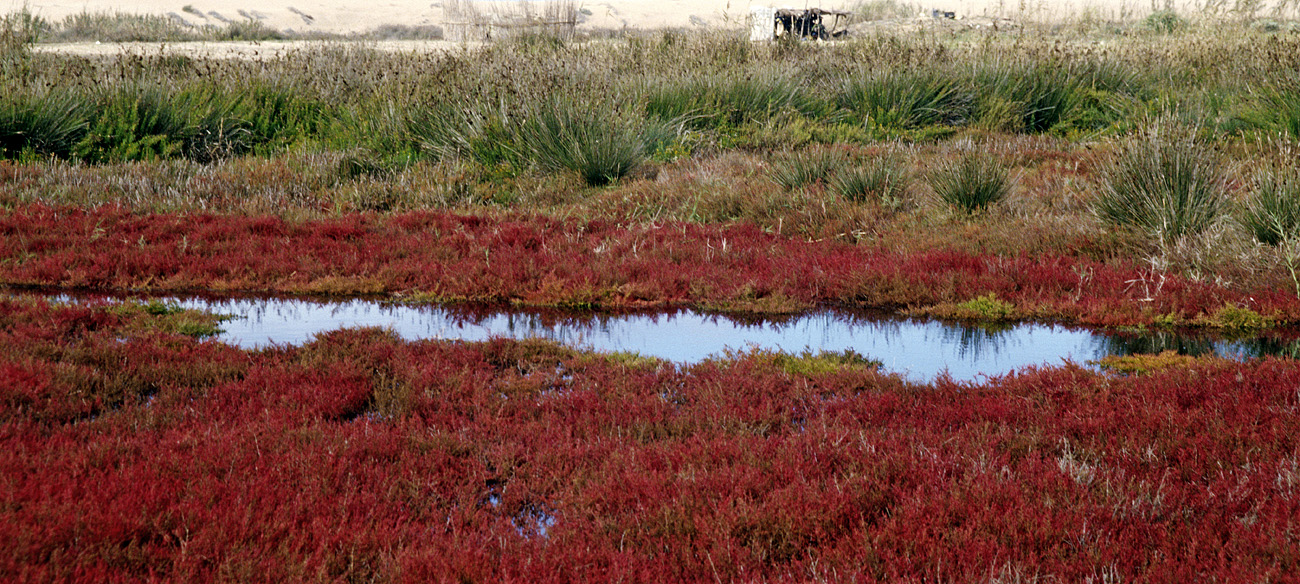 mar0410_020 pano.jpg - côte Safi à  El Jadida, octobre-novembre 2004 au sud de Oualidia dans les salines, des bruyères d'un rouge violent Ektachrome 100 GX